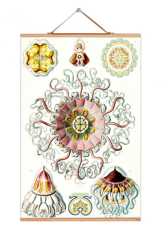 Ernst Heinrich Philipp August Haeckel Poster No 19 eicie EINZELSTÜCK